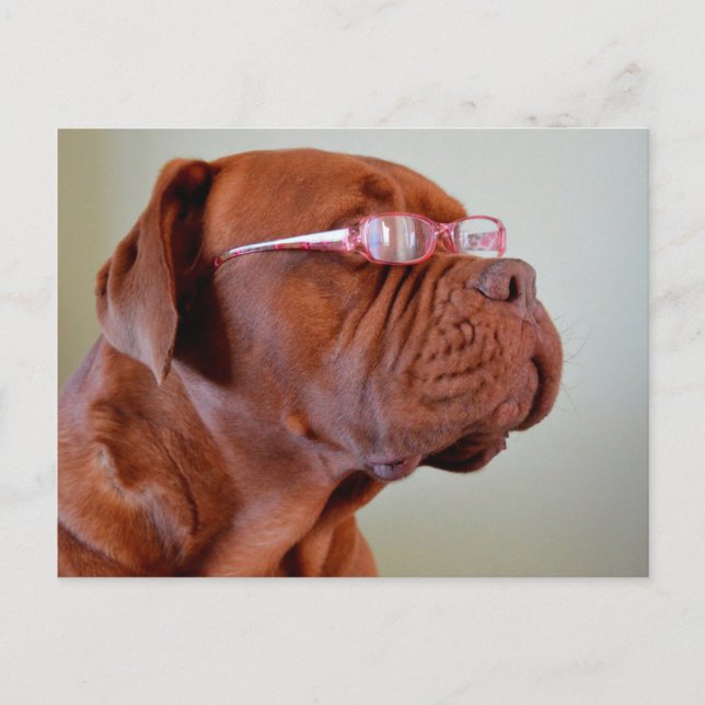 Carte Postale Chien portant des lunettes roses (Devant)