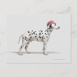 Carte Postale Chien portant un casquette