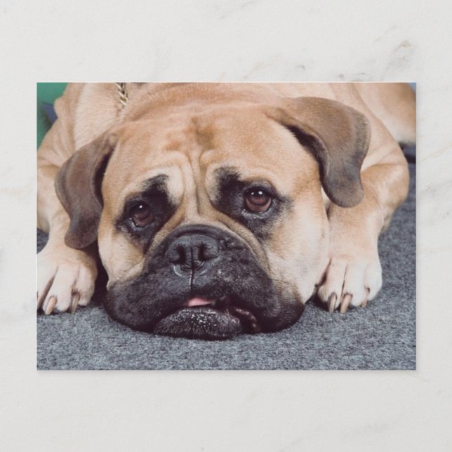 Carte Postale Chien Posé Sur Le Sol (Devant)