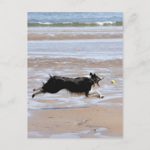 Carte Postale Chien pourchassant une balle à la plage