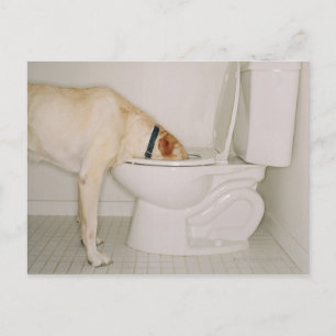 Carte Postale Chien qui boit hors des toilettes