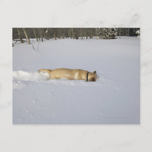 Carte Postale Chien qui brûle dans la neige (Devant)