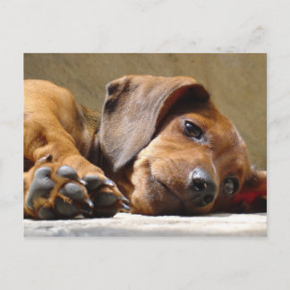 Carte Postale Chien qui t'a manqué