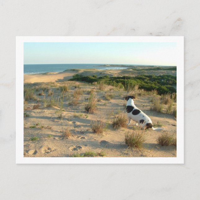 Carte Postale chien regardant la mer (Devant)