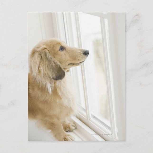 Carte Postale Chien regardant par la fenêtre (Devant)