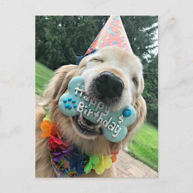 Carte Postale Chien Retriever Doré Avec Joyeux Anniversaire Fria (Devant)
