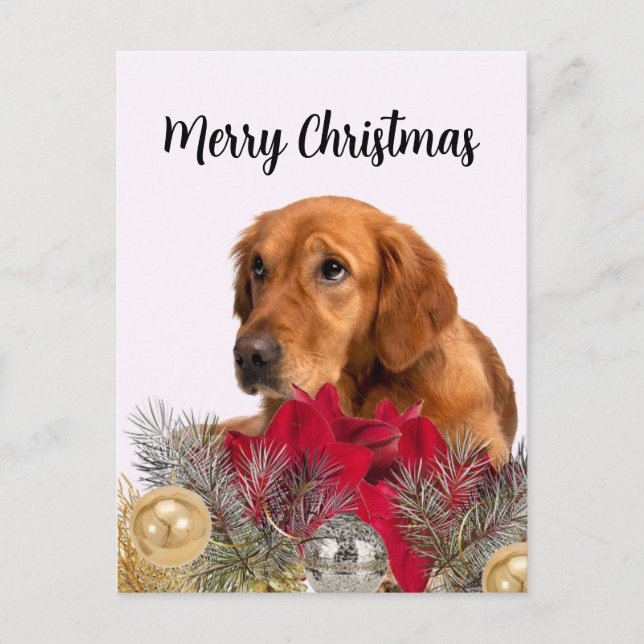 Carte Postale Chien Retriever doré avec ornements de Noël (Devant)