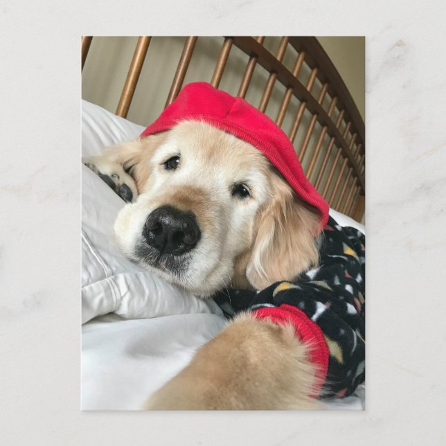 Carte Postale Chien Retriever Doré en Pyjama Prompt Rétablisseme (Devant)