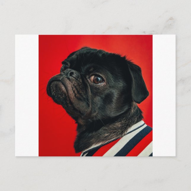 Carte Postale chien rouge (Devant)