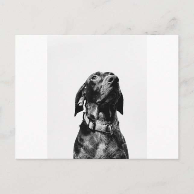 Carte Postale chien royal bw (Devant)