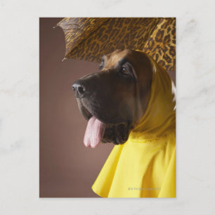 Carte Postale Chien sanglant.