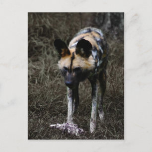 Carte Postale Chien Sauvage