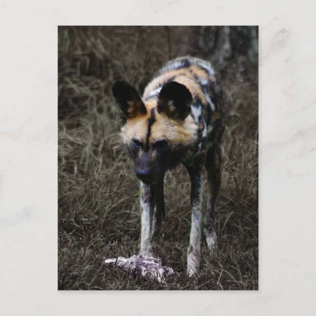 Carte Postale Chien Sauvage (Devant)