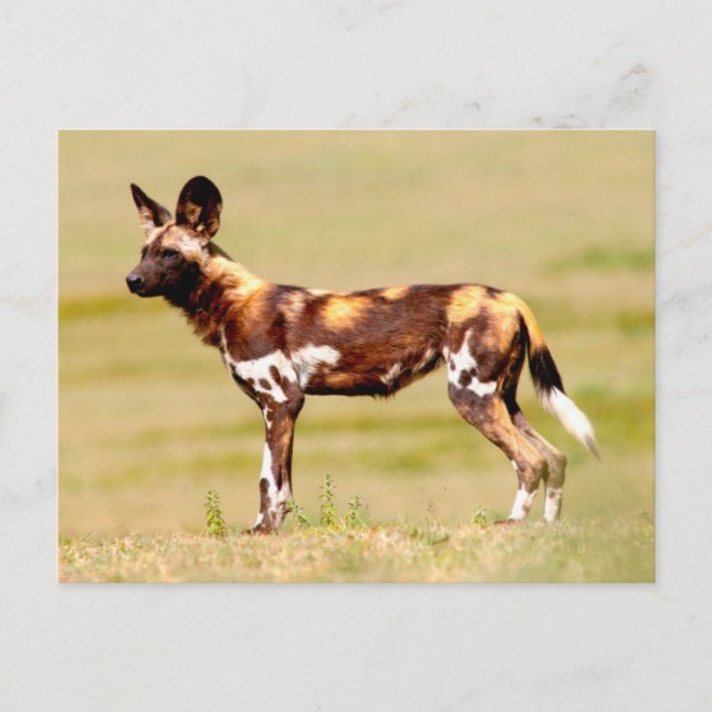 Carte Postale Chien sauvage africain (Lycaon Pictus) debout (Devant)
