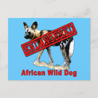 Carte Postale Chien sauvage africain Produits animaux en danger