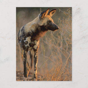 Carte Postale Chien Sauvage d'Afrique (Lycaon Pictus), Kruger