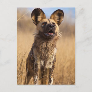Carte Postale Chien sauvage peint en Afrique