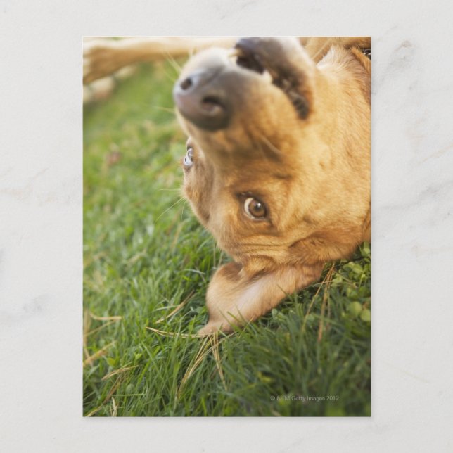 Carte Postale Chien se roulant sur le dos (Devant)
