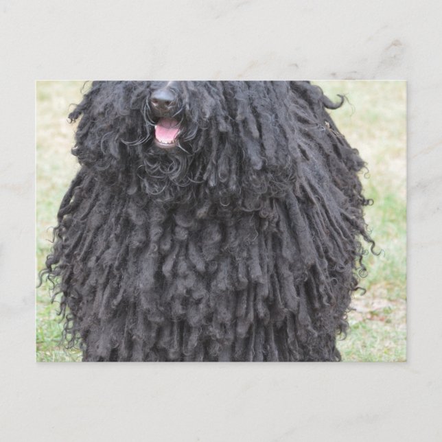 Carte Postale Chien Shaggy Puli (Devant)