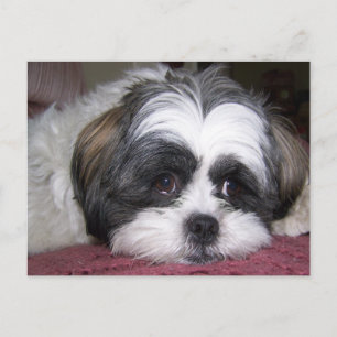 Carte Postale Chien Shih Tzu