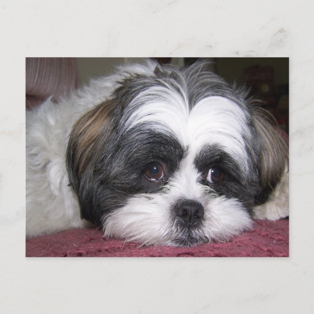 Carte Postale Chien Shih Tzu (Devant)