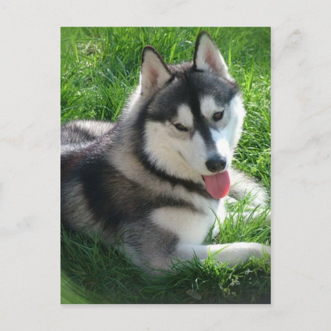 Carte postale Chien Sibérie Husky (Devant)