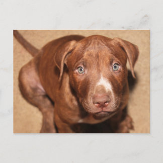 Carte Postale Chien solitaire