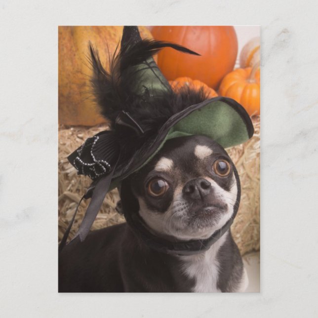 Carte Postale Chien sorcier d'Halloween (Devant)