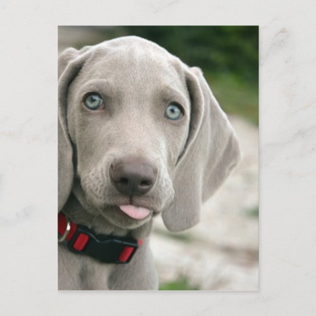 Carte Postale Chien sortant la langue (Devant)
