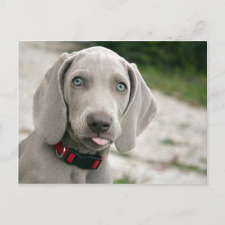Carte Postale Chien sortant la langue