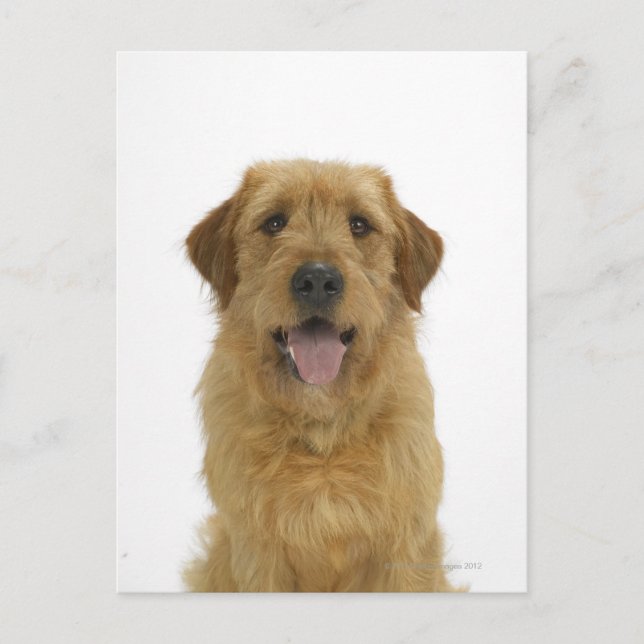 Carte Postale Chien sur blanc 44 (Devant)