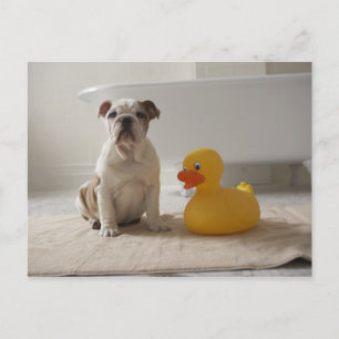 Carte Postale Chien sur tapis avec canard en plastique