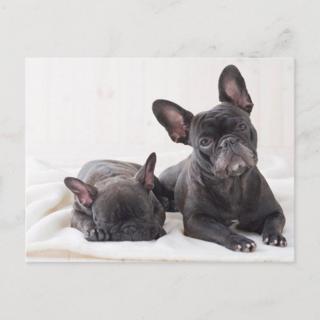 Carte Postale Chien-taupe français mignon (Devant)