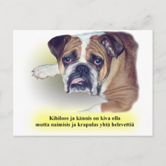 Carte Postale Chien-taureau finlandais
