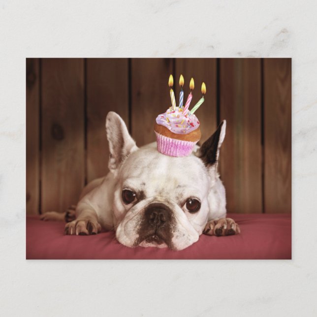 Carte Postale Chien-taureau français avec Cupcake d'anniversaire (Devant)