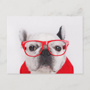 Carte Postale Chien-taureau français avec lunettes et chemise