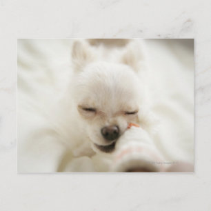 Carte Postale Chien tenant un jouet dans la bouche