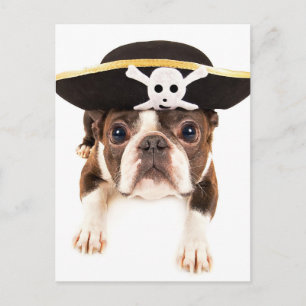 Carte Postale Chien Terrier De Boston Habillé Comme Un Pirate