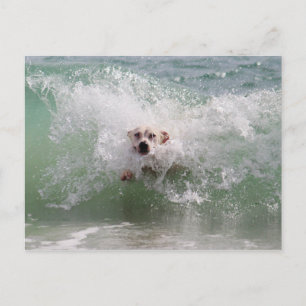 Carte Postale Chien traversant Ocean Wave, Surf, Plage
