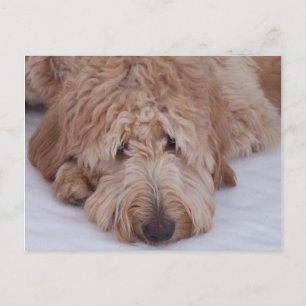 Carte Postale Chien triste, seul, adorable, et mignon de