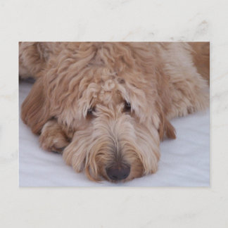 Carte Postale Chien triste, seul, adorable, et mignon de