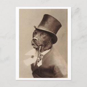 Carte Postale Chien vintage avec chapeau supérieur et photo de t
