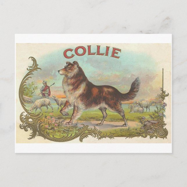 Carte Postale Chien vintage de colley (Devant)