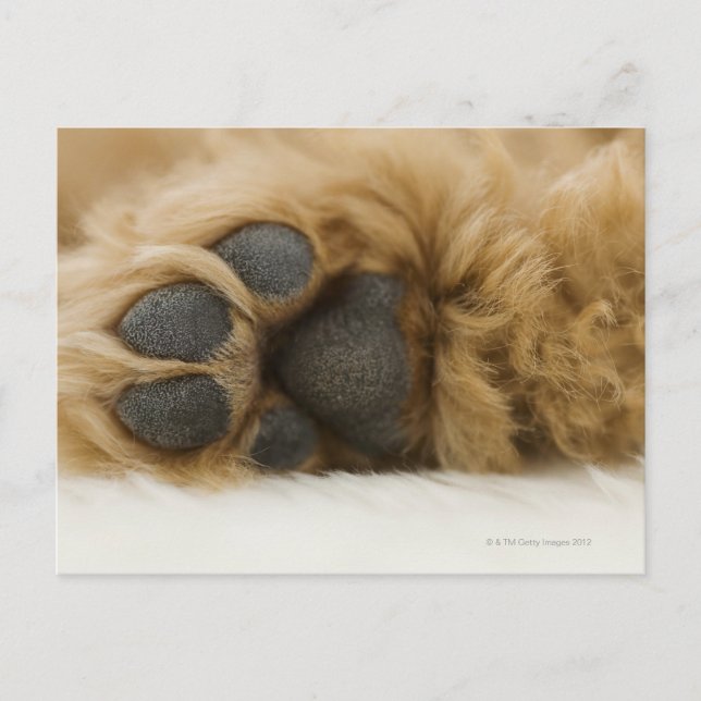 Carte Postale Chien, vue de la jambe (Devant)