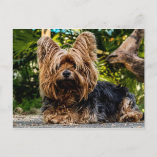 Carte Postale Chien Yorkshire Terrier