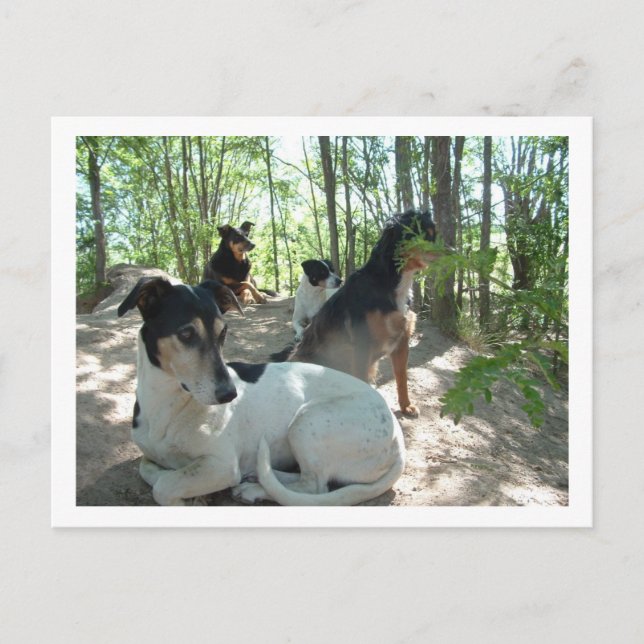 Carte Postale chiens (Devant)