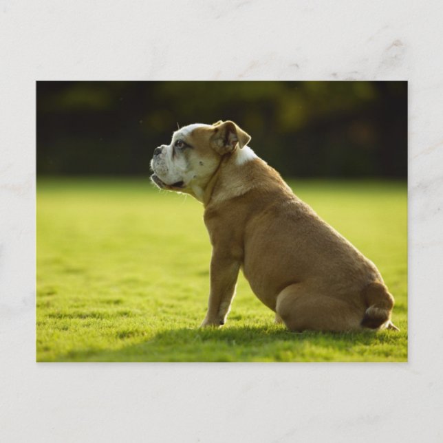 Carte Postale Chiens (Devant)