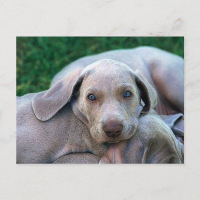 Carte Postale Chiens (Devant)