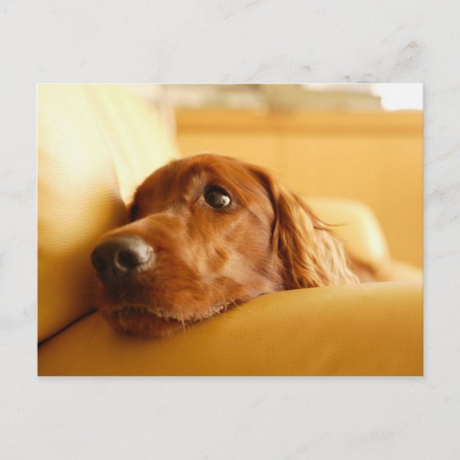 Carte Postale Chiens (Devant)