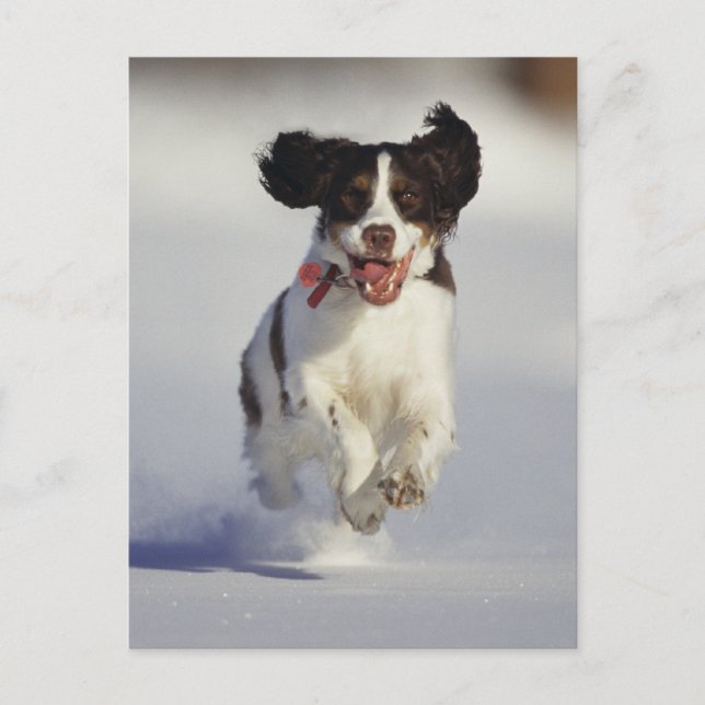 Carte Postale Chiens - 1 (Devant)